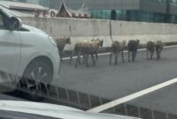 Foto: Gerombolan kambing masuk ke JLNT Casablanca sempat bikin macet (Dokumentasi pribadi Adinda)


