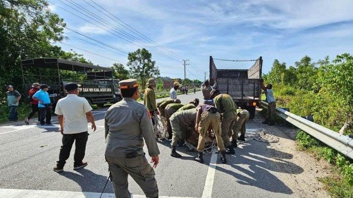 Satuan Polisi Pamong Praja Wilayatul Hisbah (Satpol PP/WH) Kabupaten Aceh Jaya menjaring sebanyak 60 ekor hewan ternak.