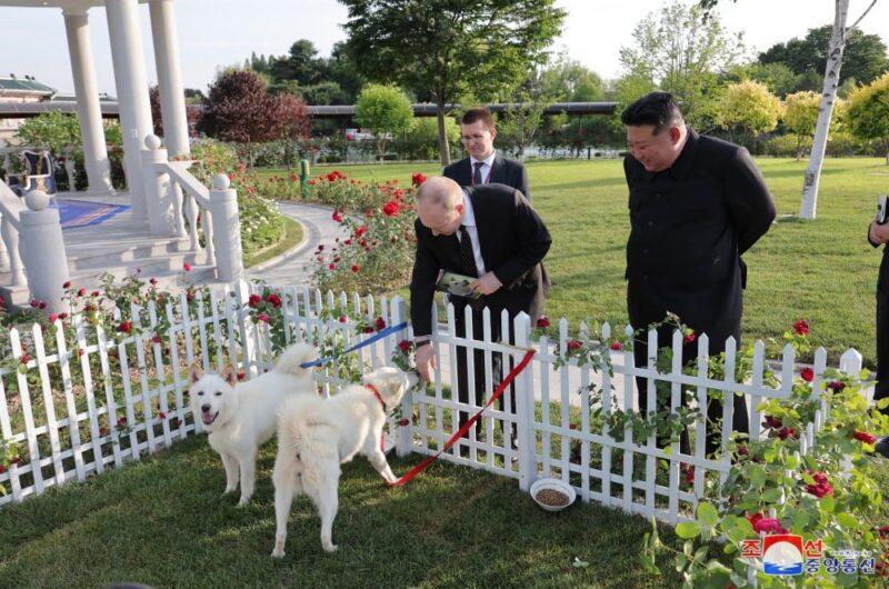 Anjing ras Pungsan, yang diberikan oleh pemimpin Korea Utara Kim Jong-un kepada Presiden Vladimir Putin, tergolong langka/ Foto: KCNA