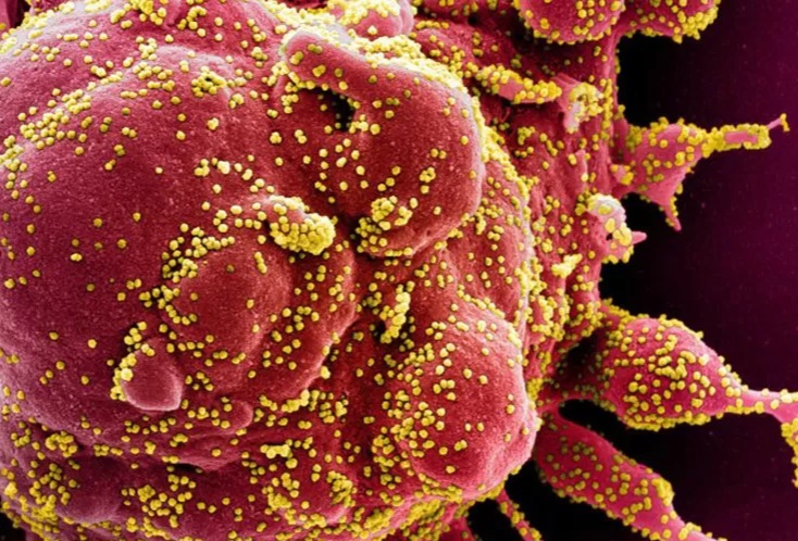Ilustrasi Virus Corona