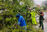 pohon besar yang tumbang di Banda Aceh akibat angin kencang disertai hujan deras pada Selasa (17/09/2024).