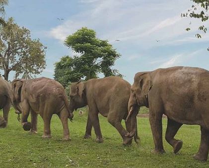 Content image for Perbedaan Musang Bulan Aceh dan Lampung: Ciri Khas, Harga, dan Keunikan Masing-Masing