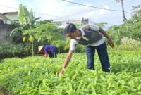 Lapas Kediri panen perdana kangkung.(Foto: Humas Lapas Kediri)