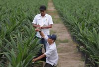 PTPN IV PalmCo mempercepat program peremajaan sawit rakyat (PSR) dengan menyalurkan 6 juta bibit unggul bersertifikat.(Foto: Dok. PTPN IV PalmCo)
