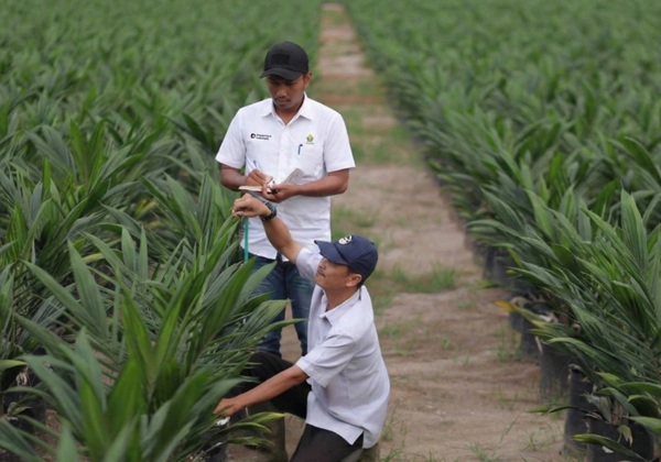 PTPN IV PalmCo mempercepat program peremajaan sawit rakyat (PSR) dengan menyalurkan 6 juta bibit unggul bersertifikat.(Foto: Dok. PTPN IV PalmCo)