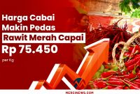 Harga Cabai (Foto: Dok. Mercinews.com)