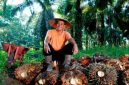 Pekerja kebun kelapa sawit sedang beristirahat.(Foto: Dok. Humas PTPN IV PalmCo)
