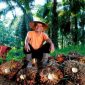 Pekerja kebun kelapa sawit sedang beristirahat.(Foto: Dok. Humas PTPN IV PalmCo)