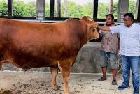 Kadis Perkebunan, Peternakan dan Kesehatan Hewan Kabupaten Simeulue, Syuhelmi, saat mengecek kondisi sapi dengan bobot 1 ton lebih, bantuan dari Presiden Prabowo Subianto. Sabtu (23/5/2026). (Foto: istimewa)