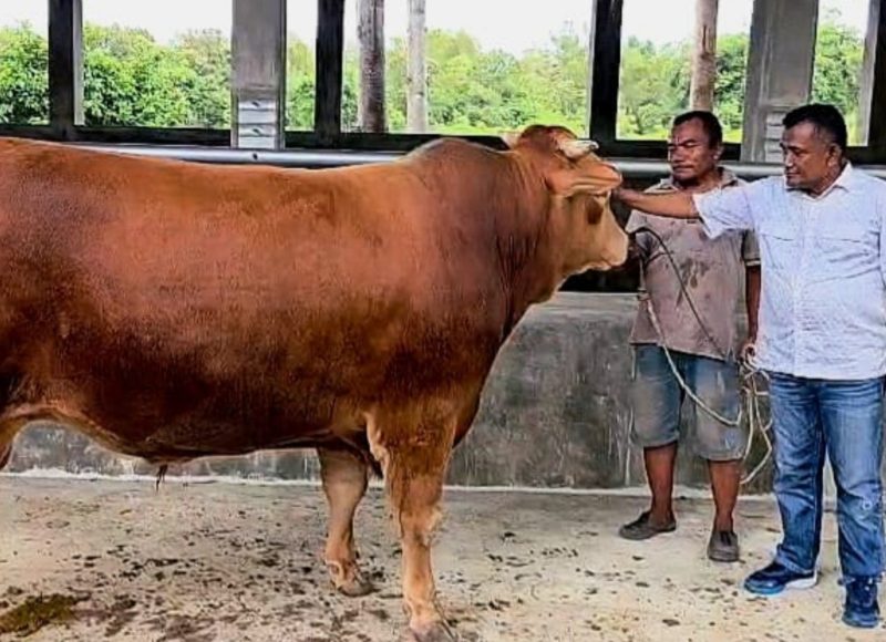 Kadis Perkebunan, Peternakan dan Kesehatan Hewan Kabupaten Simeulue, Syuhelmi, saat mengecek kondisi sapi dengan bobot 1 ton lebih, bantuan dari Presiden Prabowo Subianto. Sabtu (23/5/2026). (Foto: istimewa)