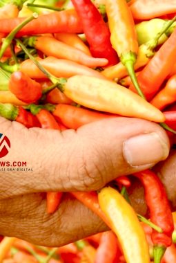 Makin Pedas! Harga Cabai Rawit Tembus Rp 76 Ribu per Kg
