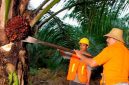 PTPN IV PalmCo menyerap 1,34 juta ton TBS dari perkebunan rakyat hingga Mei 2026. (Foto: Dok. PTPN IV PalmCo)