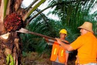PTPN IV PalmCo menyerap 1,34 juta ton TBS dari perkebunan rakyat hingga Mei 2026. (Foto: Dok. PTPN IV PalmCo)