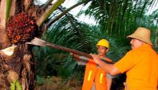 PTPN IV PalmCo menyerap 1,34 juta ton TBS dari perkebunan rakyat hingga Mei 2026. (Foto: Dok. PTPN IV PalmCo)