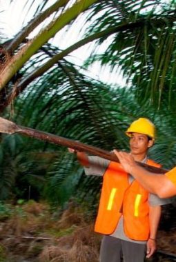 Kado Hari Krida Pertanian, PTPN IV PalmCo Serap 1,34 Juta Ton TBS Petani hingga Mei 2026