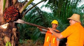 PTPN IV PalmCo menyerap 1,34 juta ton TBS dari perkebunan rakyat hingga Mei 2026. (Foto: Dok. PTPN IV PalmCo)