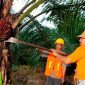 PTPN IV PalmCo menyerap 1,34 juta ton TBS dari perkebunan rakyat hingga Mei 2026. (Foto: Dok. PTPN IV PalmCo)