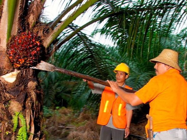 PTPN IV PalmCo menyerap 1,34 juta ton TBS dari perkebunan rakyat hingga Mei 2026. (Foto: Dok. PTPN IV PalmCo)