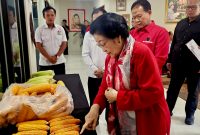 Ketua Umum PDI Perjuangan Megawati Soekarnoputri saat mengecek jagung hasil panen petani Lampung yang dibawa oleh Ketua DPP PDIP sekaligus Ketua Umum PP GNTI Rokhmin Dahuri ke Sekolah Partai PDIP Lenteng Agung, Jakarta Selatan, Selasa (2/6/2026). (Foto: istimewa)