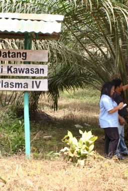 PTPN IV PalmCo Catat Produktivitas Kebun Sawit Mitra 20,18 Ton per Hektare