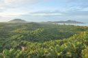 Perkebunan sawit (Foto: Dok. PTPN IV PalmCo)