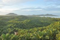 Perkebunan sawit (Foto: Dok. PTPN IV PalmCo)
