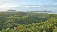 Perkebunan sawit (Foto: Dok. PTPN IV PalmCo)