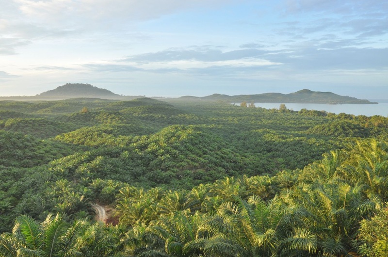 Perkebunan sawit (Foto: Dok. PTPN IV PalmCo)