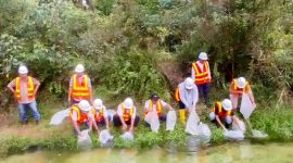 PTPN IV PalmCo menebar 60.000 bibit ikan air tawar jenis baung dan nila di 12 sungai di Riau pada pekan ketiga Oktober 2026. (Foto: Dok. PTPN IV PalmCo)