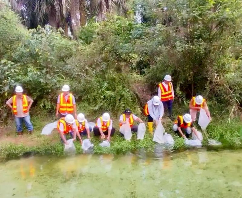 PTPN IV PalmCo menebar 60.000 bibit ikan air tawar jenis baung dan nila di 12 sungai di Riau pada pekan ketiga Oktober 2026. (Foto: Dok. PTPN IV PalmCo)
